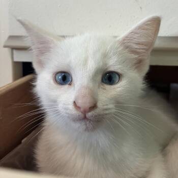 Pompom -  Domestic Short Hair Cat for Adoption in La Grange, Kentucky - Pompom | PetCurious