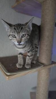 Triumph -  Domestic Short Hair Cat for Adoption in Colorado Springs, Colorado - Triumph | PetCurious