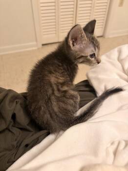 Eggplant -  Domestic Short Hair Cat for Adoption in Bossier City, Louisiana - Eggplant | PetCurious