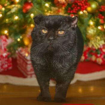 Rescue Domestic Short Hair Cats for Adoption in Dubois, Pennsylvania - Salem | PetCurious