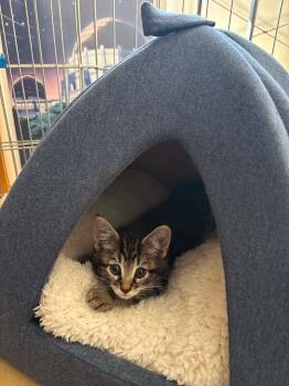 Squid -  Tabby Cat for Adoption in Glendale, California - Squid | PetCurious