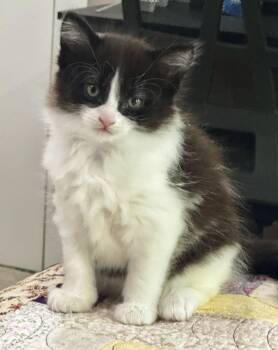 Tiercel -  Domestic Long Hair Cat for Adoption in Asheville, North Carolina - Tiercel | PetCurious