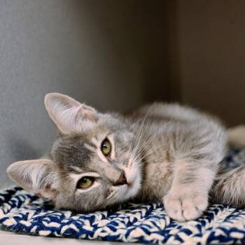 Skye -  Domestic Short Hair Cat for Adoption in Seattle, Washington - Skye | PetCurious