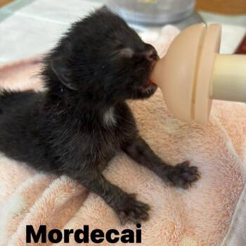 Domestic Short Hair Cats Available for Adoption in West Olive, Michigan - Mordecai | PetCurious
