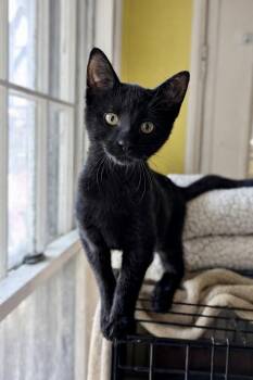 Domestic Short Hair Cats Available for Adoption - Joy | PetCurious