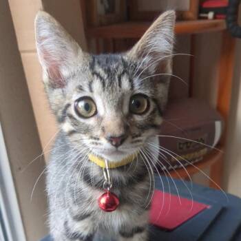Francis -  Domestic Short Hair Cat for Adoption in Westminster, California - Francis | PetCurious