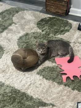 Domestic Short Hair Cats Available for Adoption in West Chester, Pennsylvania - Trini | PetCurious