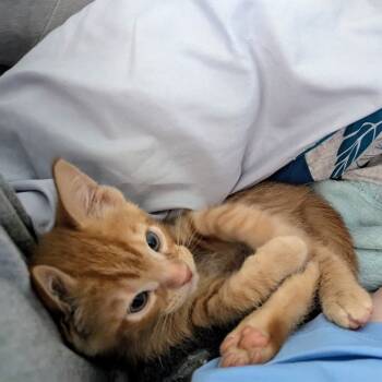 Rescue Domestic Short Hair Cats for Adoption in Lynchburg, Virginia - Squeaky Jr Ollie | PetCurious