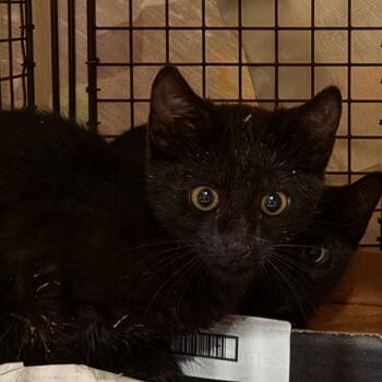 Horchata (Henry St 3- 2225) -  Domestic Short Hair Cat for Adoption in Newark, New Jersey - Horchata (Henry St 3- 2225) | PetCurious