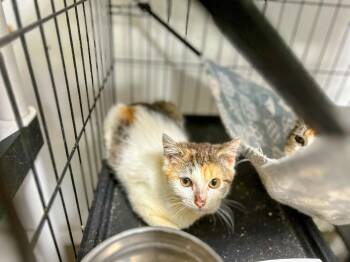 Rescue Calico Cats for Adoption in West Nyack, New York - Chappell Roan (F) | PetCurious
