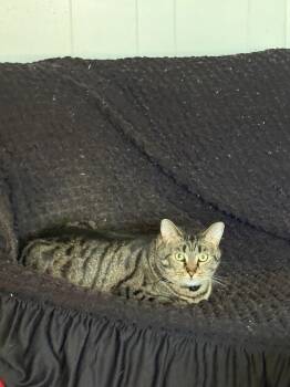 Domestic Short Hair Cats Available for Adoption - Ginger | PetCurious
