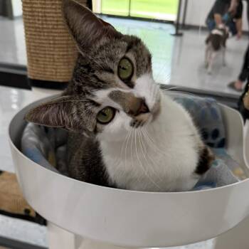 Domestic Short Hair Cats Available for Adoption in Tom Bean, Texas - Ling | PetCurious
