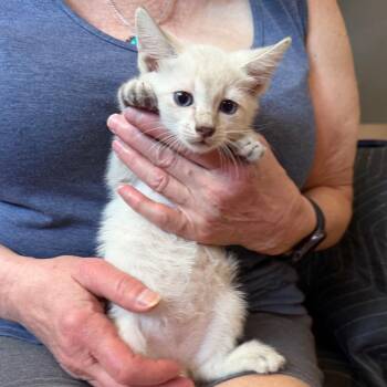 Chowder -  Domestic Short Hair Cat for Adoption in Midland, Texas - Chowder | PetCurious