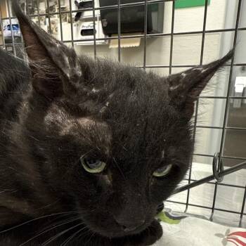 Domestic Short Hair Cats Available for Adoption in Las Cruces, New Mexico - Linus | PetCurious