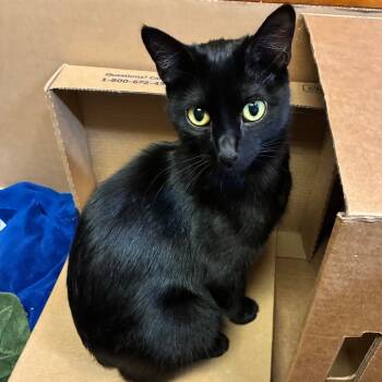 Rescue Domestic Short Hair Cats for Adoption in Madison, Wisconsin - Josie | PetCurious