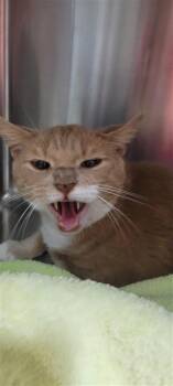 Savage -  Domestic Short Hair Cat for Adoption in West Chester, Pennsylvania - Savage | PetCurious