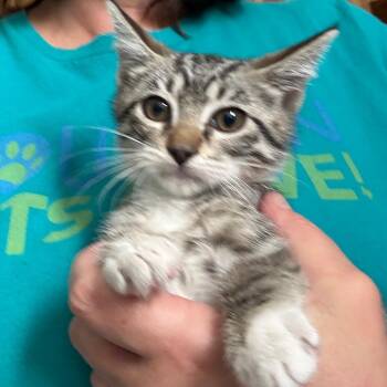 Austin -  Domestic Short Hair Cat for Adoption in Houston, Texas - Austin | PetCurious