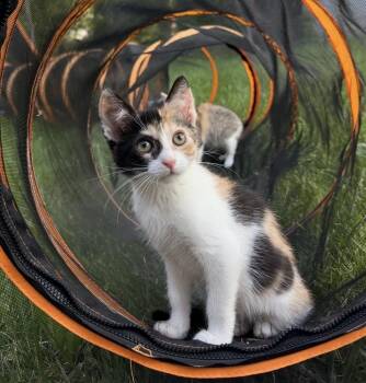 Meteor -  Domestic Short Hair Cat for Adoption in Mishawaka, Indiana - Meteor | PetCurious