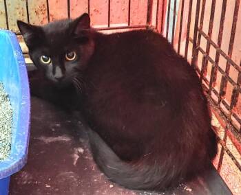 Bourbon -  Domestic Short Hair Cat for Adoption in Sorrento, Louisiana - Bourbon | PetCurious