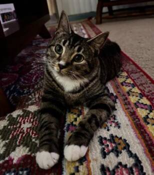 Domestic Short Hair Cats Available for Adoption in Gainesville, Florida - Zelda | PetCurious