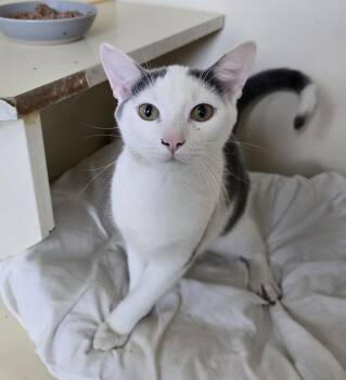 Rescue Domestic Short Hair Cats for Adoption in Mokena, Illinois - Inkie | PetCurious