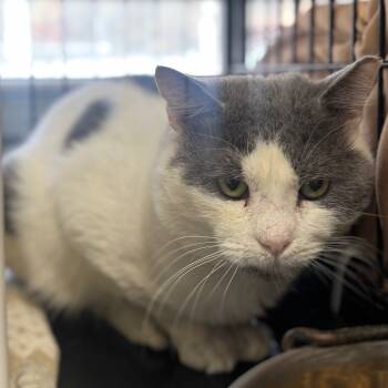 Rescue Domestic Short Hair Cats for Adoption in Columbus, North Carolina - Skye | PetCurious