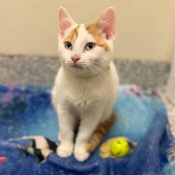 Toulous -  Domestic Short Hair Cat for Adoption in Enfield, New Hampshire - Toulous | PetCurious