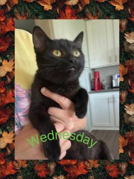 Rescue Domestic Short Hair Cats for Adoption in Lebanon, Missouri - Wednesday | PetCurious