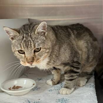 Mickey -  Domestic Short Hair Cat for Adoption in Cedaredge, Colorado - Mickey | PetCurious