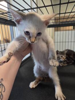 Domestic Short Hair Cats Available for Adoption in Bossier City, Louisiana - Fancy | PetCurious