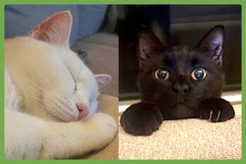 Domestic Short Hair Cats Available for Adoption - Fancy And Felix | PetCurious