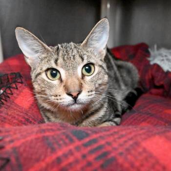 Shivers -  Domestic Short Hair Cat for Adoption in West Palm Beach, Florida - Shivers | PetCurious