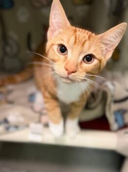 Professor -  Domestic Short Hair Cat for Adoption in Fruit Heights, Utah - Professor | PetCurious