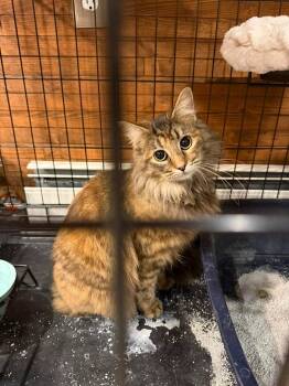 Domestic Medium Hair Cats Available for Adoption in Cloquet, Minnesota - Loretta | PetCurious