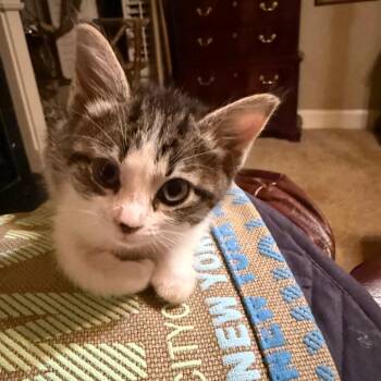 Matcha -  Domestic Short Hair Cat for Adoption in Cumming, Georgia - Matcha | PetCurious