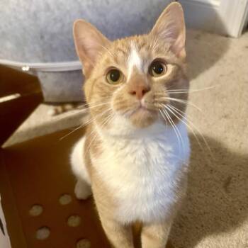 Domestic Short Hair Cats Available for Adoption - Jaspurr | PetCurious