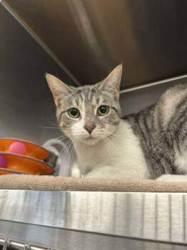 Domestic Short Hair Cats Available for Adoption in Munster, Indiana - Lilan | PetCurious