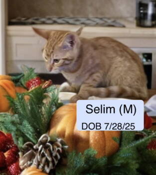 Rescue Tabby Cats for Adoption in Vacaville, California - Selim | PetCurious