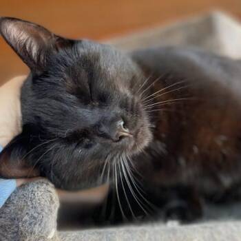 Domestic Short Hair Cats Available for Adoption - Maximillion | PetCurious