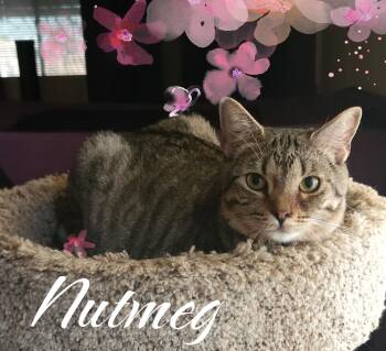 Nutmeg -  Tabby and Domestic Short Hair Cat for Adoption in Gilbert, Arizona - Nutmeg | PetCurious