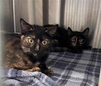 DANIELLA -  Domestic Short Hair Cat for Adoption in Tustin, California - DANIELLA | PetCurious