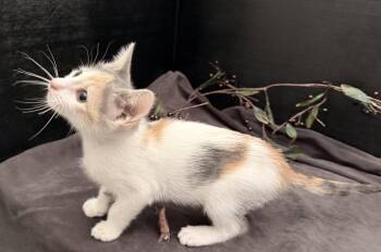 Beanette -  Domestic Short Hair and Calico Cat for Adoption in Fayetteville, Georgia - Beanette | PetCurious