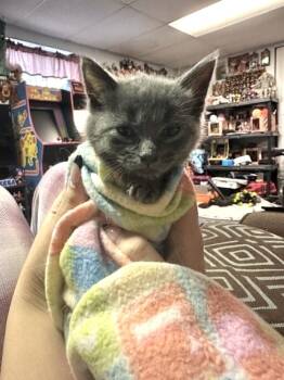 Winston -  Domestic Short Hair Cat for Adoption in Melville, New York - Winston | PetCurious