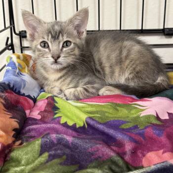 Pudding -  Domestic Short Hair Cat for Adoption in Crossville, Tennessee - Pudding | PetCurious