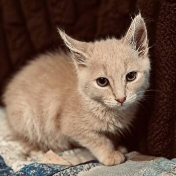 Woody -  Domestic Medium Hair Cat for Adoption in Lancaster, Ohio - Woody | PetCurious