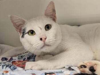 Turkey -  Domestic Short Hair Cat for Adoption in Bellingham, Washington - Turkey | PetCurious
