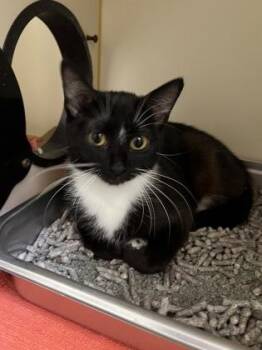 Galette -  Domestic Short Hair Cat for Adoption in Fairfax, Virginia - Galette | PetCurious