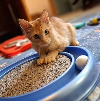 Azriel -  American Shorthair Cat for Adoption in Hagaman, New York - Azriel | PetCurious