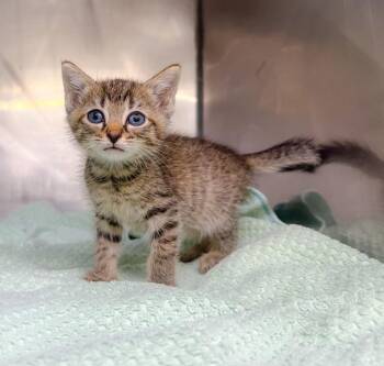 Snare -  Domestic Short Hair Cat for Adoption in Murray, Kentucky - Snare | PetCurious