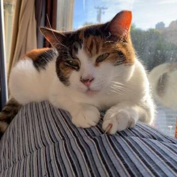 Domestic Short Hair Cats Available for Adoption - Candy | PetCurious